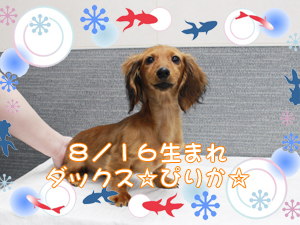 この夏で１歳になりました☆～８月～